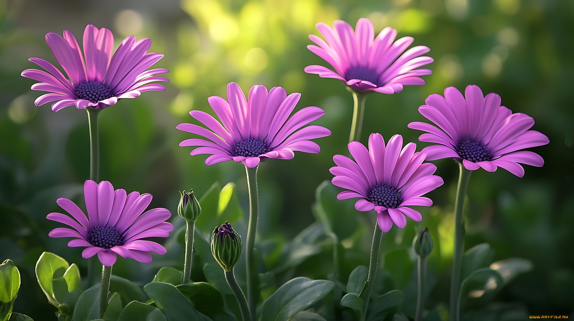 3 ,  , flowers, 